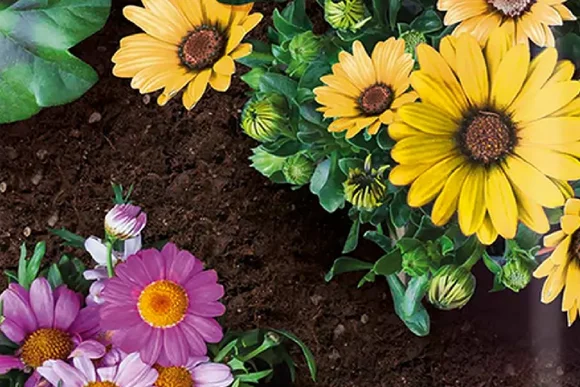 Gelbe und lila Blumen in Erde